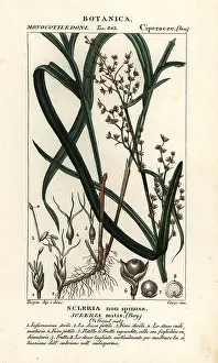 Stanghi: Nutrush, Scleria mitis