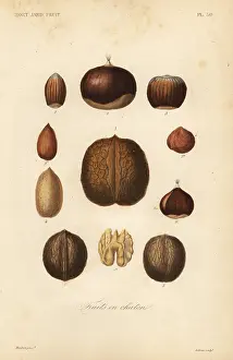 Potager: Nuts with shells, Fruits en chaton