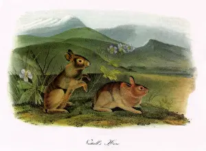 Fours: Nuttal's Hare