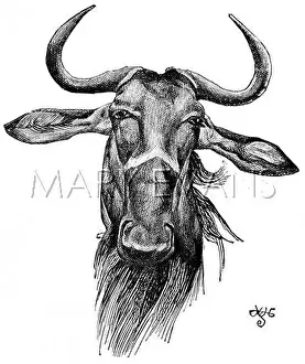 Nyasaland: A Nyasaland Gnu, 1897