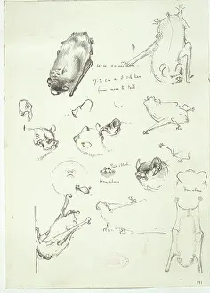 Chiroptera: Nyctalus leisleri, lesser noctule
