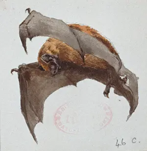 Chiroptera: Nyctalus noctula, common noctule
