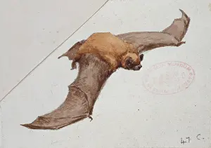 Chiroptera: Nyctalus noctula, common noctule
