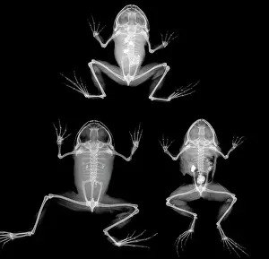 Amphibia: Nyctibatrachus major, frogs
