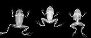 X Ray: Nyctibatrachus major, frogs