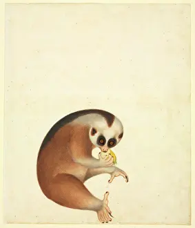 Slow: Nycticebus coucang, slow loris
