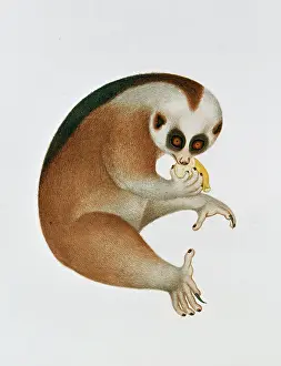 Slow: Nycticebus coucang, slow loris