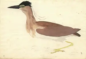 Rufous: Nycticorax caledonicus, rufous night heron