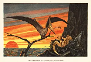 Tiere Der Urwelt: Nyctosaurus gracilis, extinct pterosaur