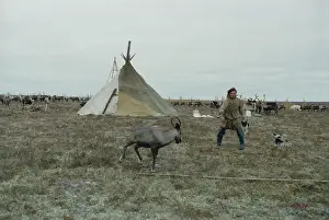 Reindeer: Nydinsky State Farm