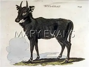 Tragocamelus: NYL-GHAU ANTELOPE 1811