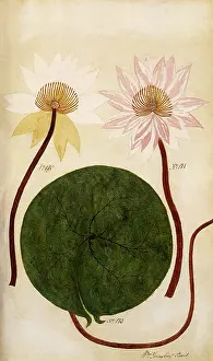 Waterlilies: Nymphaea