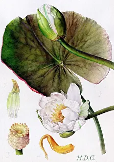 Garside: Nymphaea alba