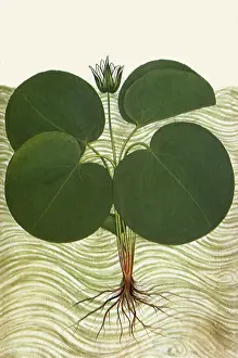 Roots: Nymphaea Alba