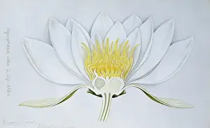 Pollen: Nymphaea alba, white water lily