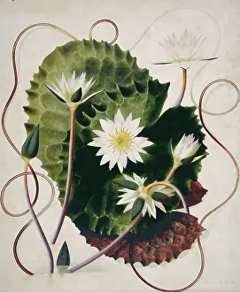Nymphaea: Nymphaea ampla, water lily