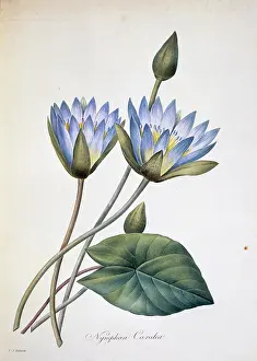 Fleurs: Nymphaea caerula, water lily
