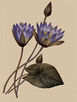 Nymphaea: Nymphaea caerulea