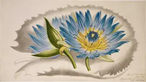 Capensis: Nymphaea capensis, cape blue water lily