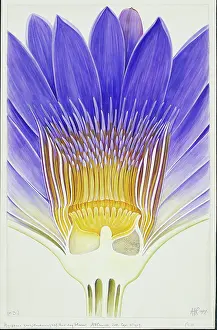 Capensis: Nymphaea capensis var. zanzibariensis, cape blue waterlily