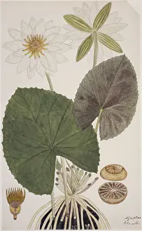 Malabar: Nymphaea lotus, water lily