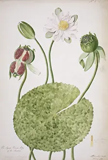 Malabar: Nymphaea lotus, water lily of Malabar