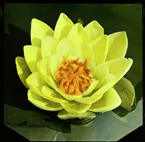 Nymphaea: Nymphaea Mooreana (Water Lily)