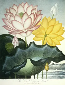 1768 1837: Nymphaea nelumbo, sacred Egyptian bean