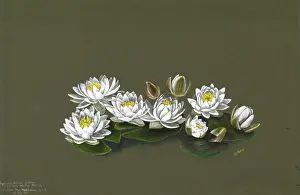 Monocot: Nymphaea odorata var. minor