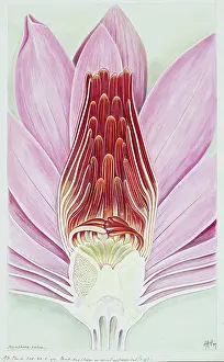 Nymphaea: Nymphaea rubra, Indian red water lily