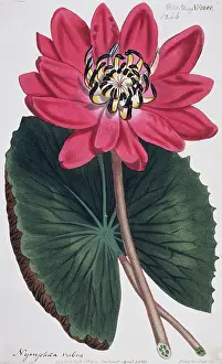 Sydenham: Nymphaea rubra, Indian red water lily