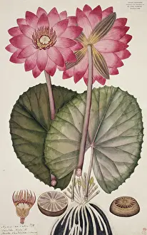 Fleming: Nymphaea rubra Roxb. red Indian water lily