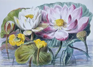 Twining: Nymphaea sp. water lilies
