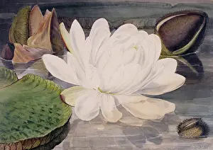 Fitch: Nymphaea sp. water lily