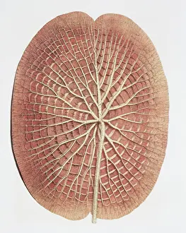 Regia: Nymphaea sp. water lily: underside of leaf