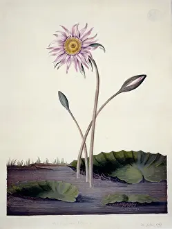 Nymphaea: Nymphaea stellata L. water lily