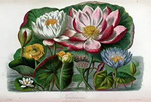 Nymphaeaceae: Nymphaeaceae - Water Lily