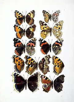Footed: Nymphalidae sp. butterflies