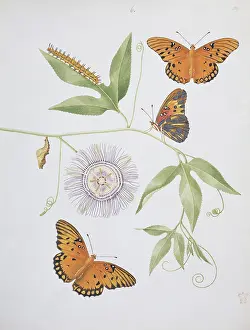 Nymphalis: Nymphalis phalerati, silver spotted fritillary