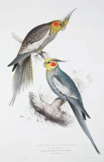 Cockatoo: Nymphicus hollandicus, cockatiel