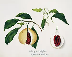 Spice: Nyrustuca moschata, nutmeg