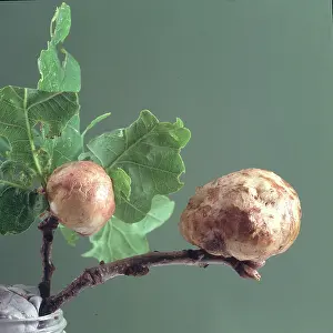 Cynipidae: Oak apple galls