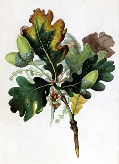 Oak Branch with Acorns