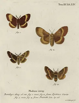 Sturm: Oak eggar and grass eggar moths