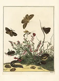 Metamorphoses: Oak eggar moth on heather