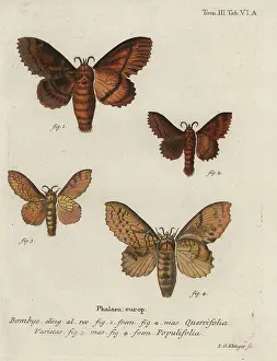 Chrysalis: Oak eggar and poplar lappet moths