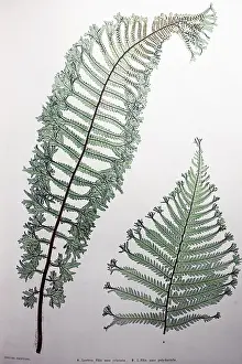 Selfprint: Oak Fern Plant
