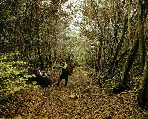 Walkways: Oak forest at the descent of the Oetscher-cave