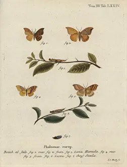 Gracilis: Oak hook-tip and barred hook-tip