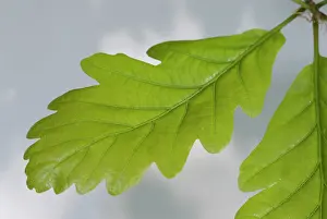 Fabidae: Oak leaf